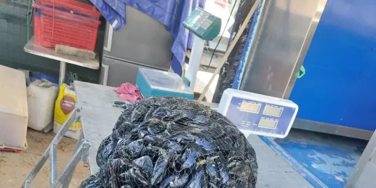 Venditore abusivo di cozze e ostriche multato a Cagliari