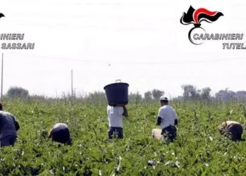 Blitz a Bonorva contro lo sfruttamento di manodopera straniera