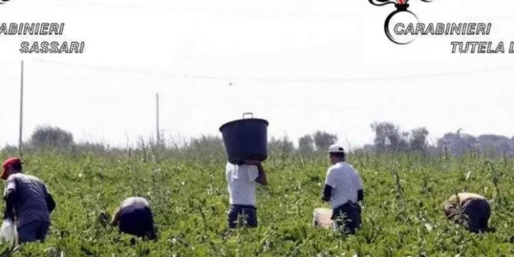 Blitz a Bonorva contro lo sfruttamento di manodopera straniera