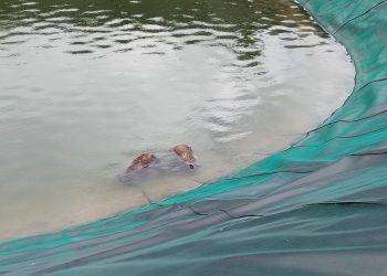 Abruzzo, due orsi trovati morti all’interno dell’invaso di innevamento artificiale di Colle Rotondo