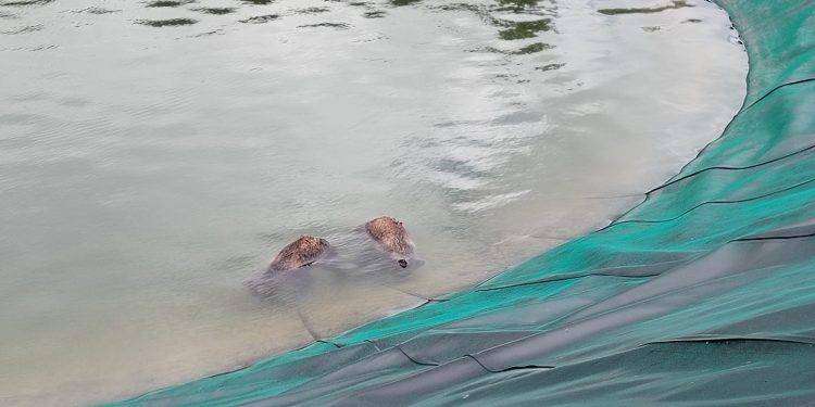 Abruzzo, due orsi trovati morti all’interno dell’invaso di innevamento artificiale di Colle Rotondo