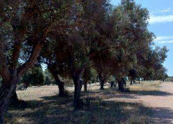 Anche Quartu ha la sua Zona silenziosa: l’area verde ‘Sport nord’ è all’interno del Parco di Molentargius