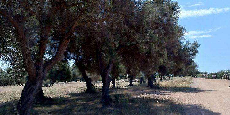 Anche Quartu ha la sua Zona silenziosa: l’area verde ‘Sport nord’ è all’interno del Parco di Molentargius