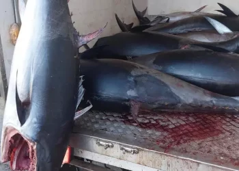 Guardia costiera, maxi sequestro di tonno rosso a Teulada