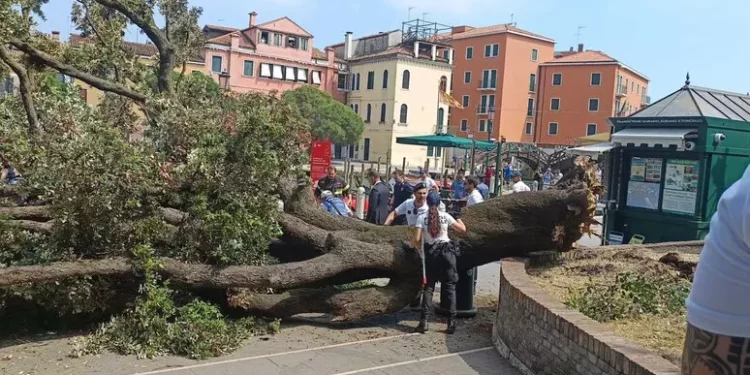 Cade albero al terminal auto di Venezia, dieci feriti