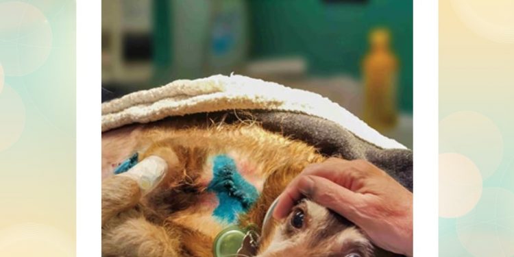 Macomer, proiezione documentario “Altri animali” di Guido Votano