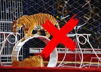 Cagliari, Consiglio Comunale approvato ordine del giorno per superamento dell’uso degli animali nei circhi