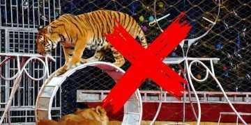 Cagliari, Consiglio Comunale approvato ordine del giorno per superamento dell’uso degli animali nei circhi