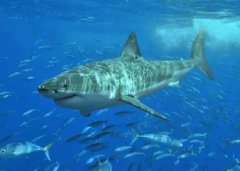 Pronta la mappa degli spostamenti dei grandi animali marini