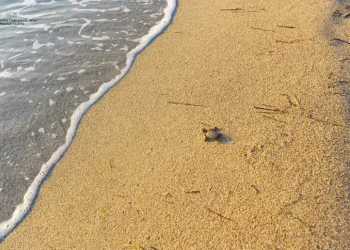 Sardegna amica delle tartarughe, patto anti inquinamento da luci