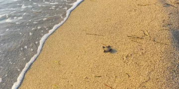 Sardegna amica delle tartarughe, patto anti inquinamento da luci