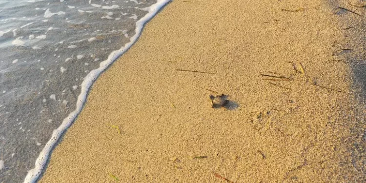 Sardegna amica delle tartarughe, patto anti inquinamento da luci