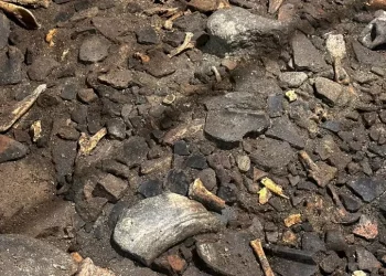 Svelata la dieta dei nuragici: carne, pesce e molluschi