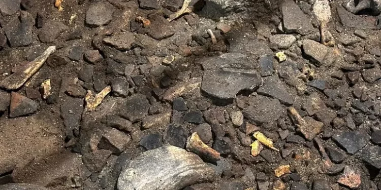 Svelata la dieta dei nuragici: carne, pesce e molluschi