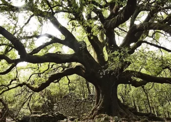 Arrivano 95 nuovi Alberi Monumentali. Uno è alto 53 metri
