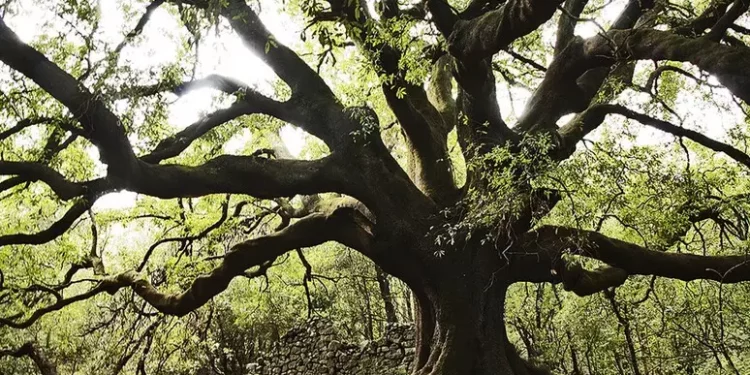 Arrivano 95 nuovi Alberi Monumentali. Uno è alto 53 metri