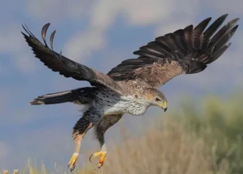 Nel Parco di Tepilora arrivano 7 nuove aquile del Bonelli