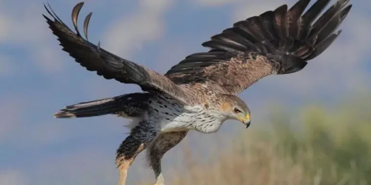Nel Parco di Tepilora arrivano 7 nuove aquile del Bonelli