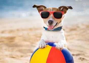 Aree cani nelle spiagge di Fiume Santo e Porto Ferro