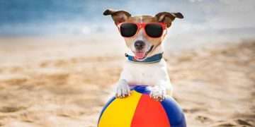 Aree cani nelle spiagge di Fiume Santo e Porto Ferro