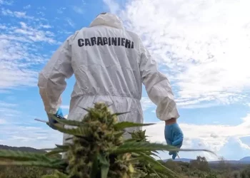 Coltivazione con 300 piante di marijuana sequestrata a Sindia