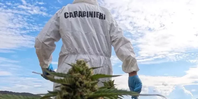 Coltivazione con 300 piante di marijuana sequestrata a Sindia