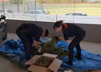 In un capannone a Sestu 12 kg di marijuana, due arresti