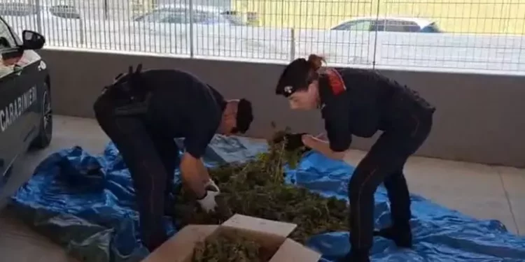 In un capannone a Sestu 12 kg di marijuana, due arresti