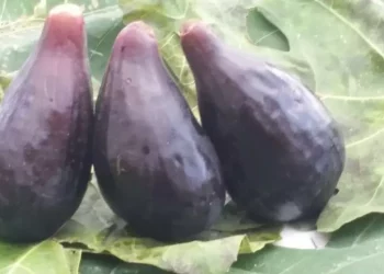 Il fico nero di Chia pronto per entrare nelle mense scolastiche