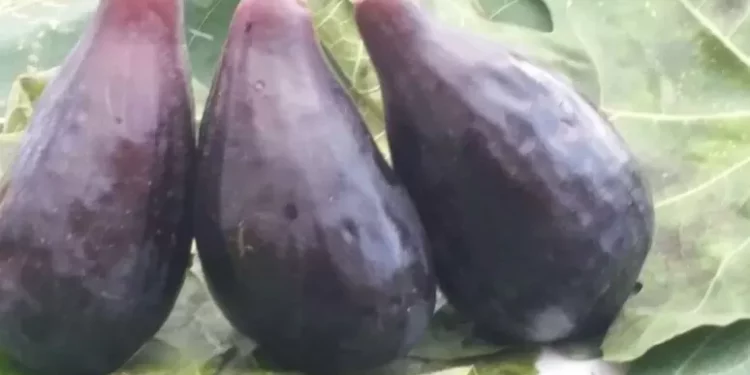 Il fico nero di Chia pronto per entrare nelle mense scolastiche