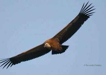 Urtato da un’auto sulla 131, un giovane grifone tratto in salvo