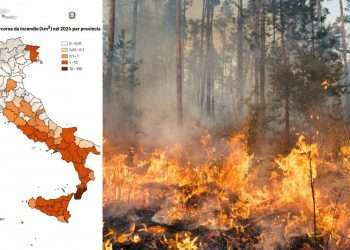 Incendi, nel 2024 l’Italia ha perso più di 100 chilometri quadrati di boschi