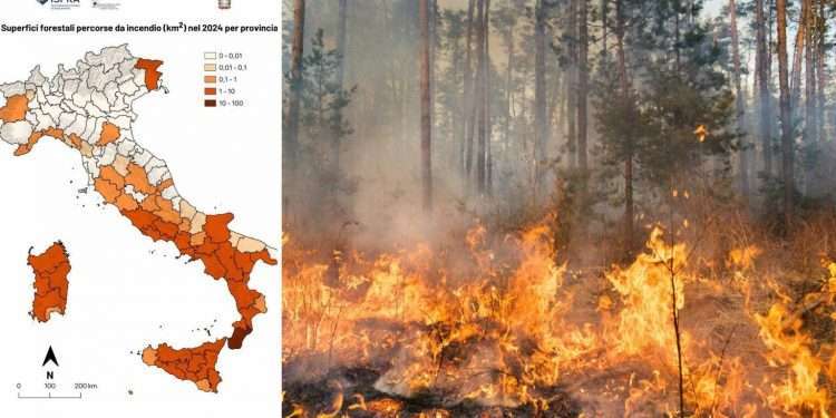 Incendi, nel 2024 l’Italia ha perso più di 100 chilometri quadrati di boschi