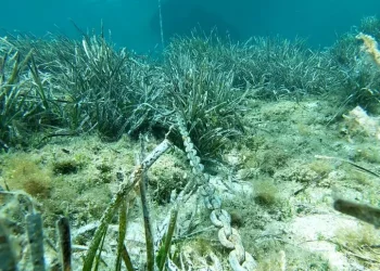 Estate cafona, appello comitato Amici di Talmone a sindaco Palau