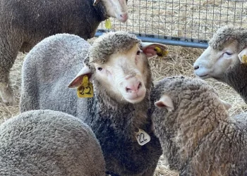 Dalla Regione aiuti ad allevatori per riproduzione ovini e suini