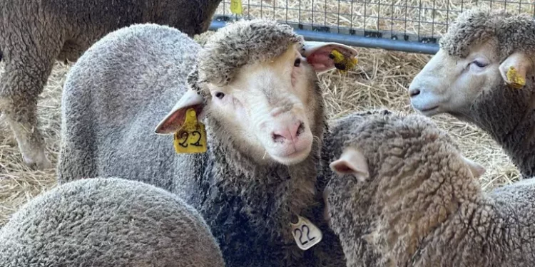 Dalla Regione aiuti ad allevatori per riproduzione ovini e suini