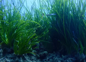 Concluso il ripristino della posidonia a Capo Spartivento