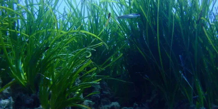 Concluso il ripristino della posidonia a Capo Spartivento