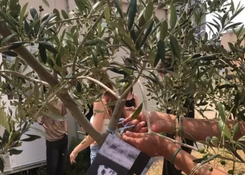 Cagliari, in Giardino Legalità 2 nuovi ulivi per non dimenticare