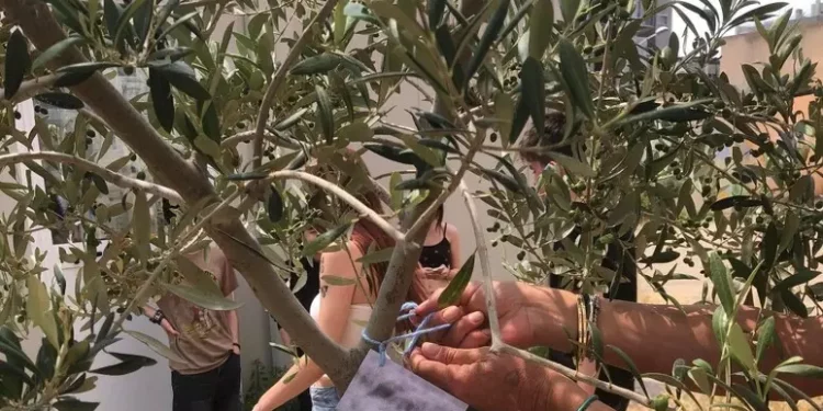 Cagliari, in Giardino Legalità 2 nuovi ulivi per non dimenticare