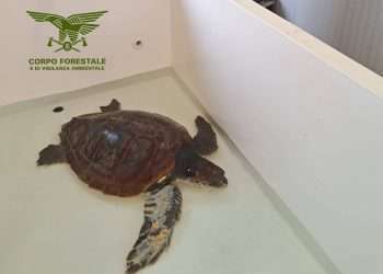 Aumentano le tartarughe soccorse nel mare dell’Ogliastra