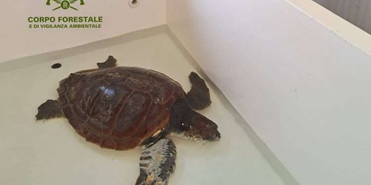 Aumentano le tartarughe soccorse nel mare dell’Ogliastra