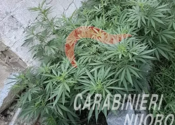 In casa una serra di marijuana, 40enne arrestato a Tortolì