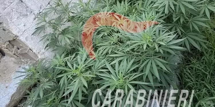 In casa una serra di marijuana, 40enne arrestato a Tortolì