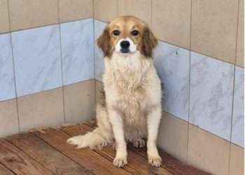 Quartu, nuova vita per i cagnolini di Santu Lianu: via libera alle adozioni