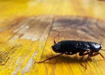 Quartu, il 6 agosto programmati diversi interventi di deblattizzazione nelle strade della città