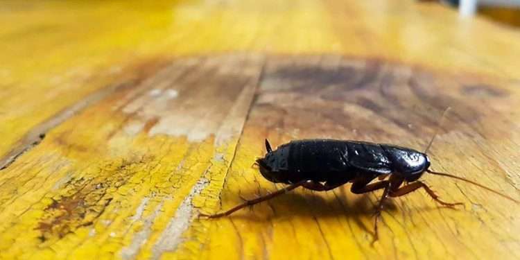 Quartu, il 6 agosto programmati diversi interventi di deblattizzazione nelle strade della città