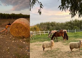 Un piccolo trattore per l’Oasi Felice degli animali di Sanluri