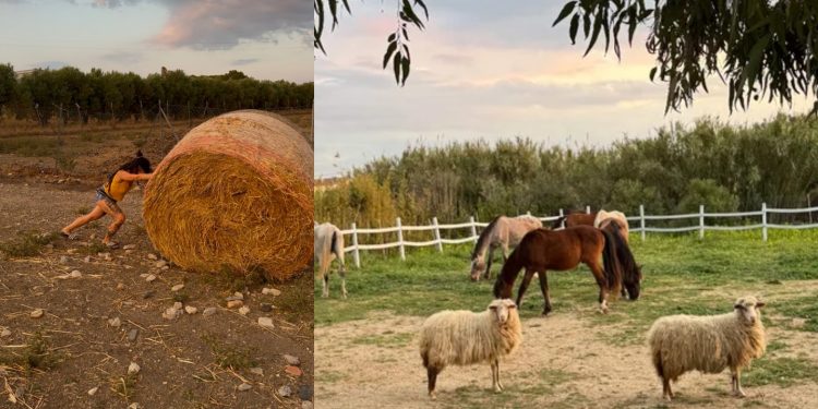 Un piccolo trattore per l’Oasi Felice degli animali di Sanluri