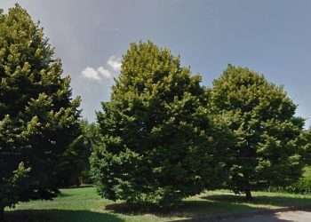 Scambisti e sesso ai giardini pubblici, multe per 70 mila euro